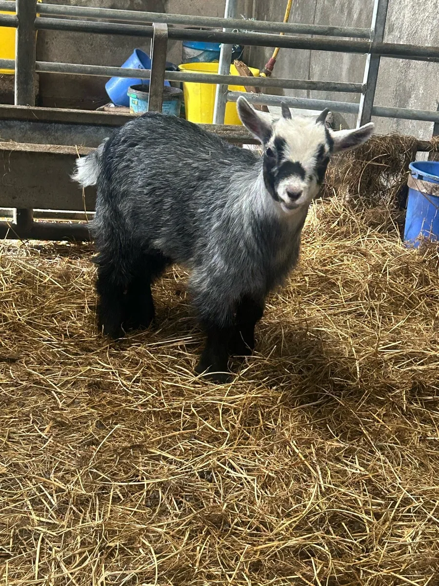 Pygmy goats - Image 3