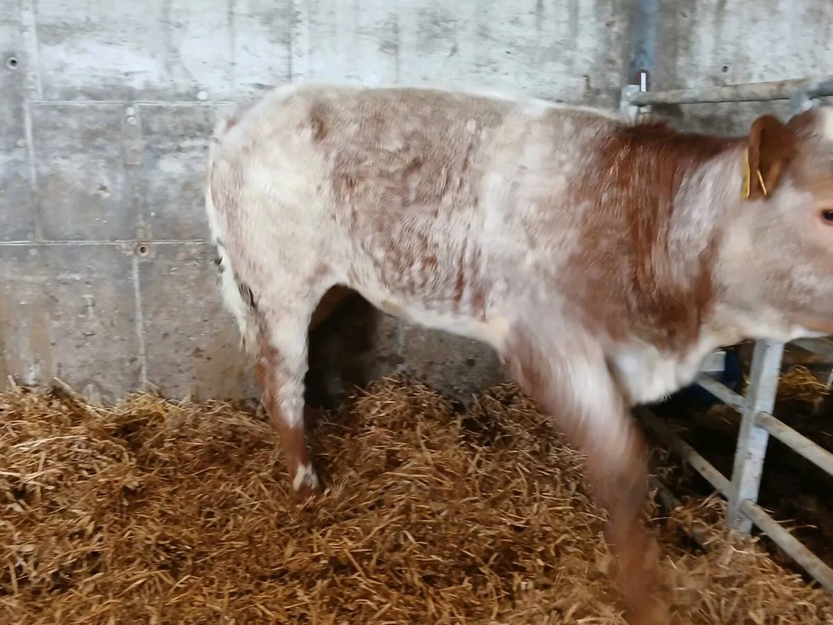 Outstanding Roan Limousin Heifer - Image 2