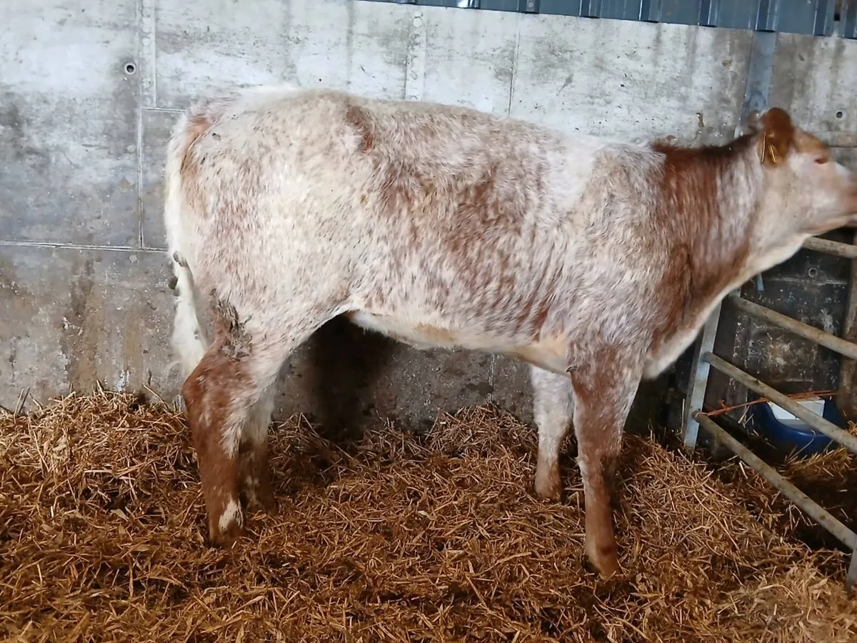 Outstanding Roan Limousin Heifer - Image 3