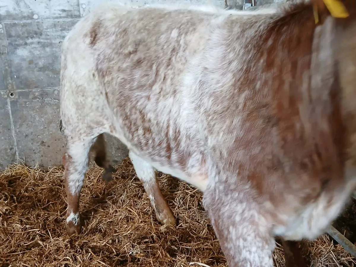 Outstanding Roan Limousin Heifer - Image 4