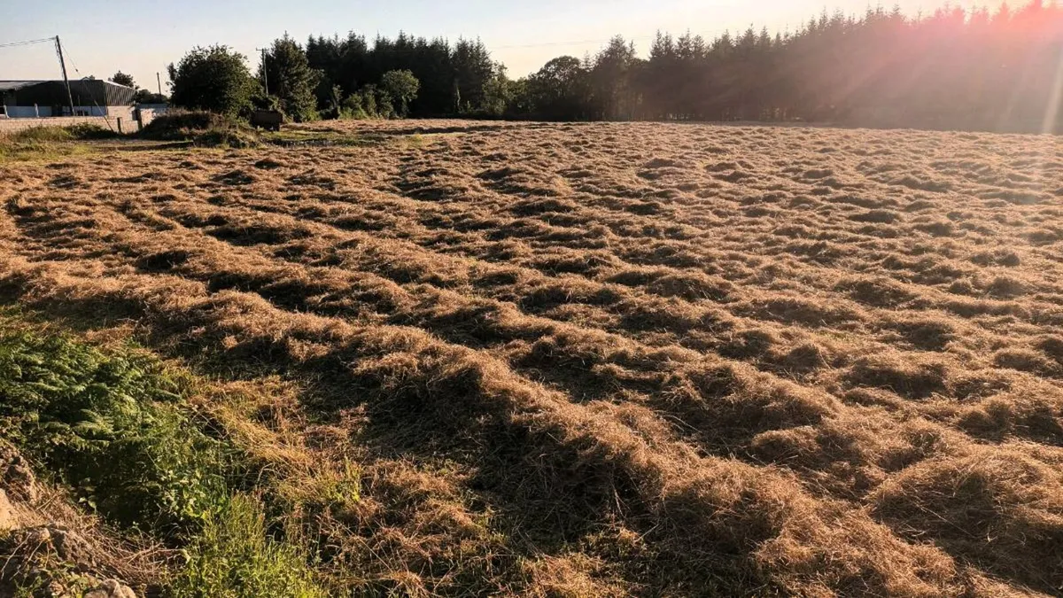 Round Hay bales for sale - Image 3