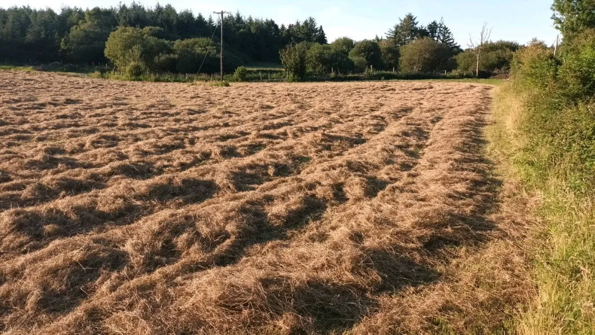 Round Hay bales for sale - Image 4