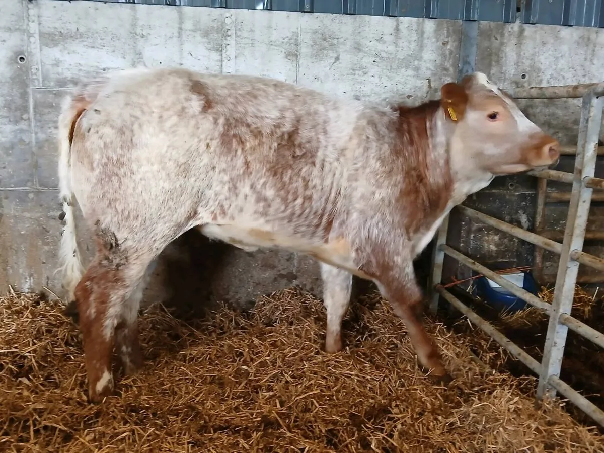 Outstanding Roan Limousin Heifer - Image 1