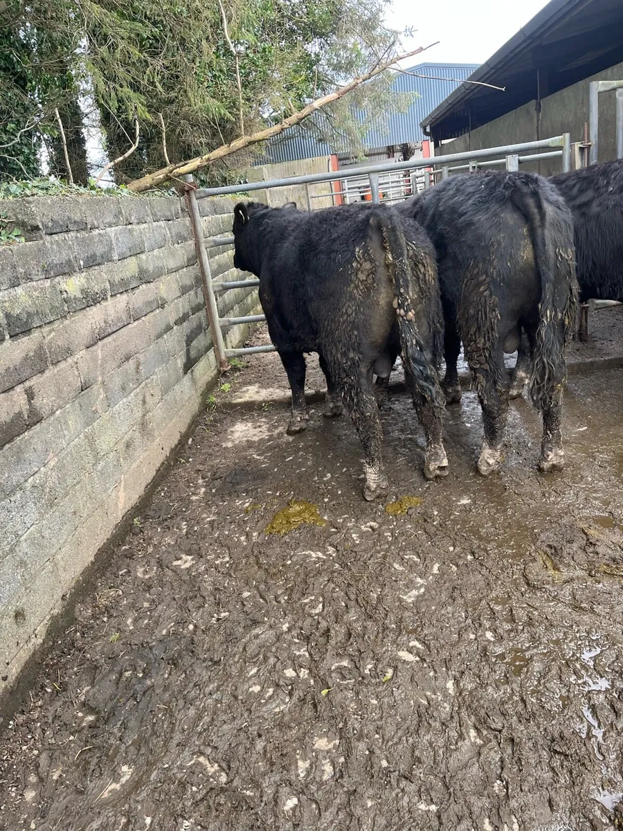 Angus bulls - Image 4