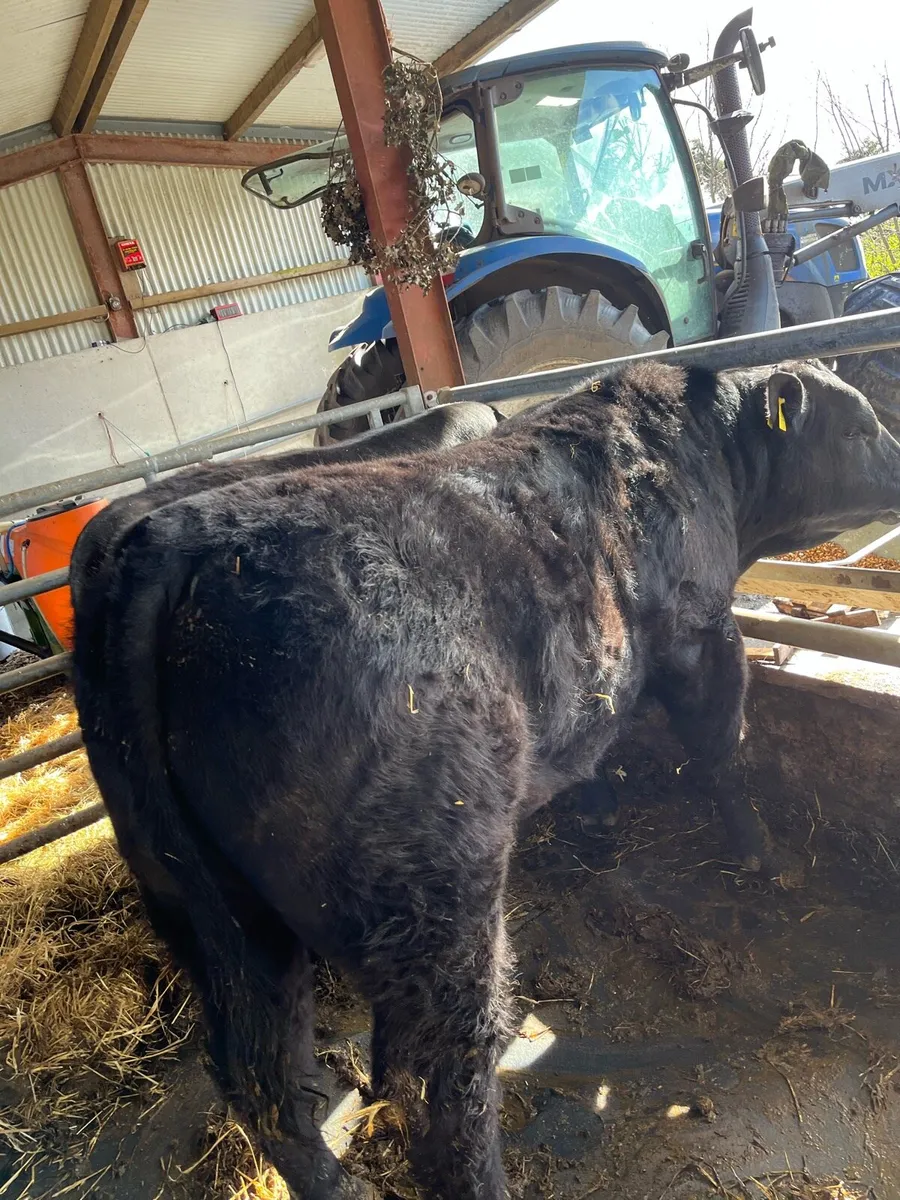 Angus bulls - Image 1