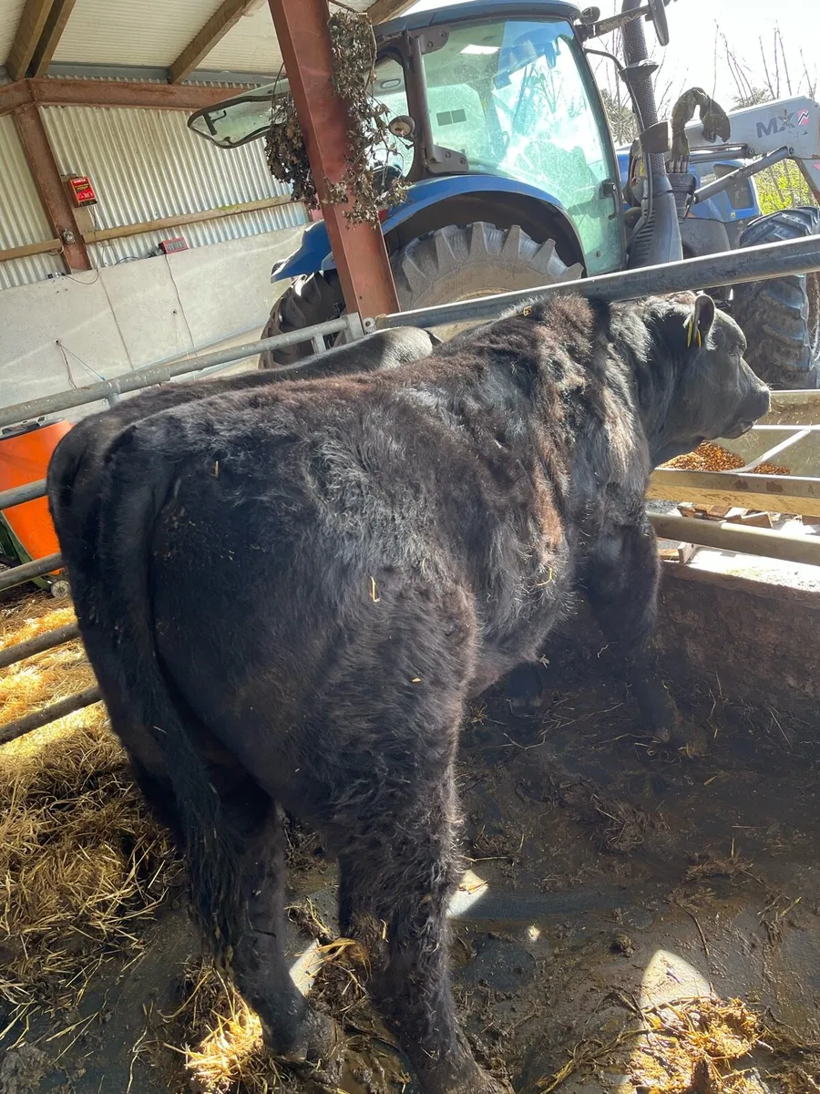 Angus bulls - Image 2