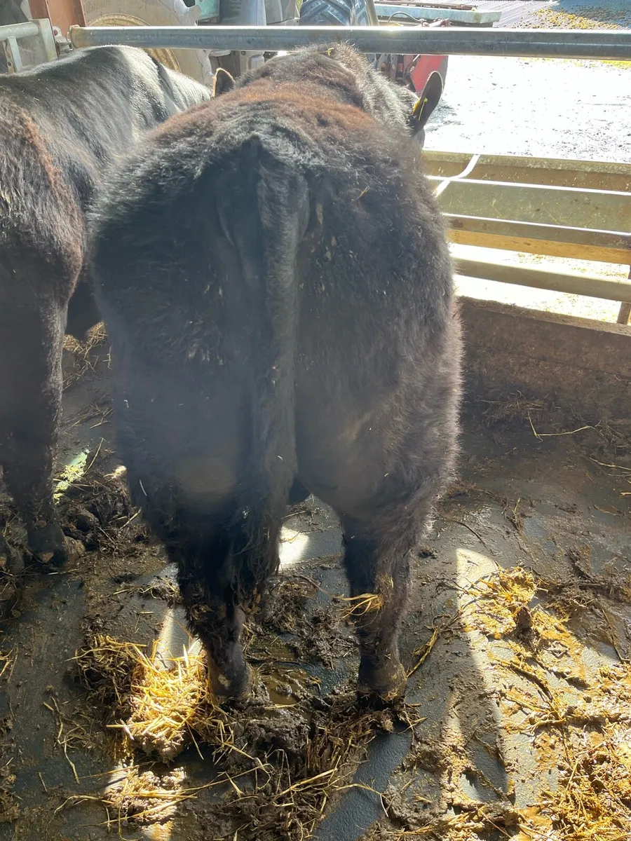 Angus bulls - Image 3