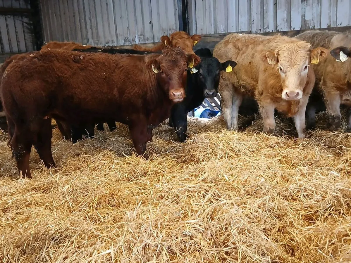 7 Super Continental Heifers - Image 1