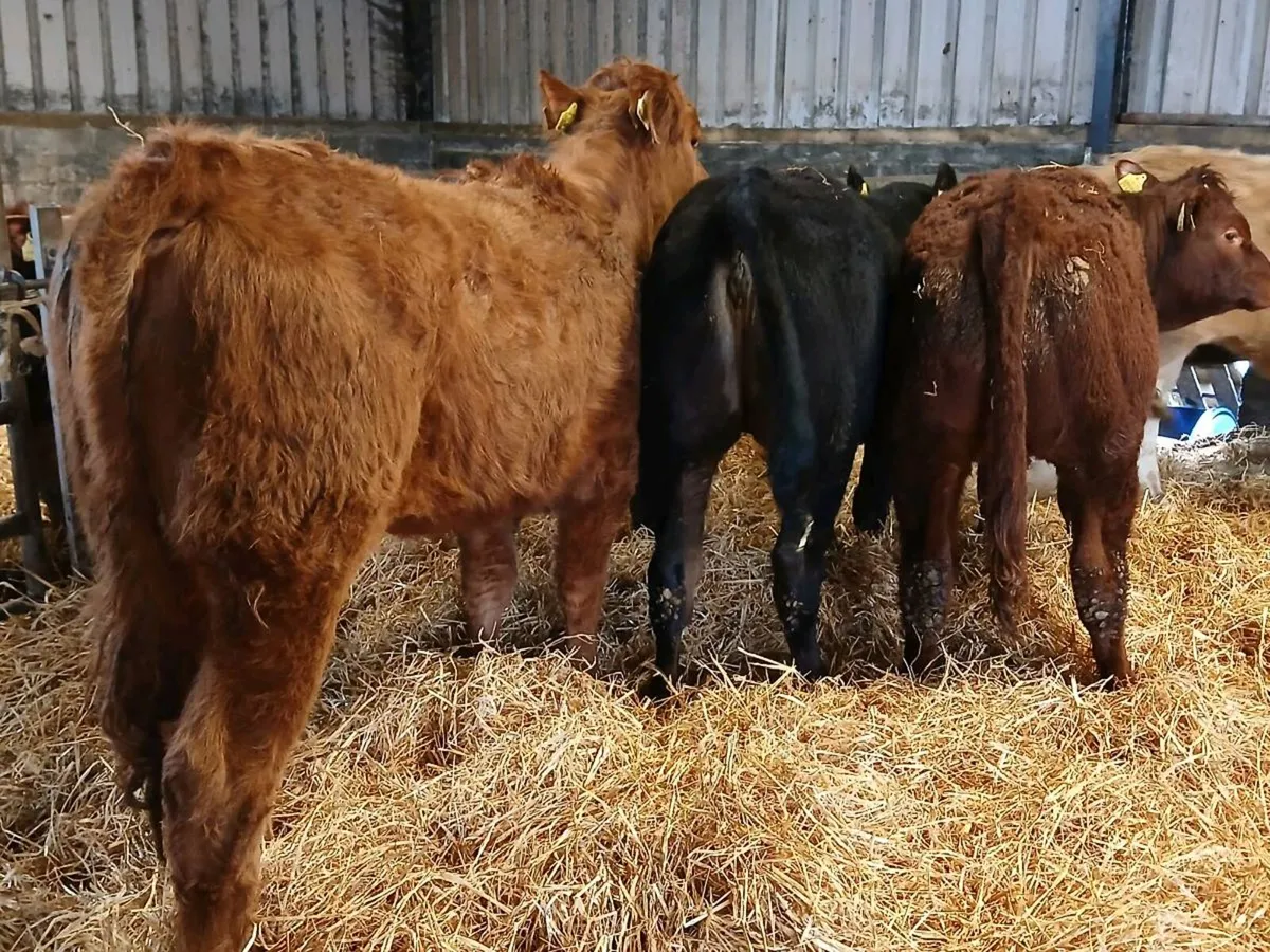 7 Super Continental Heifers - Image 3