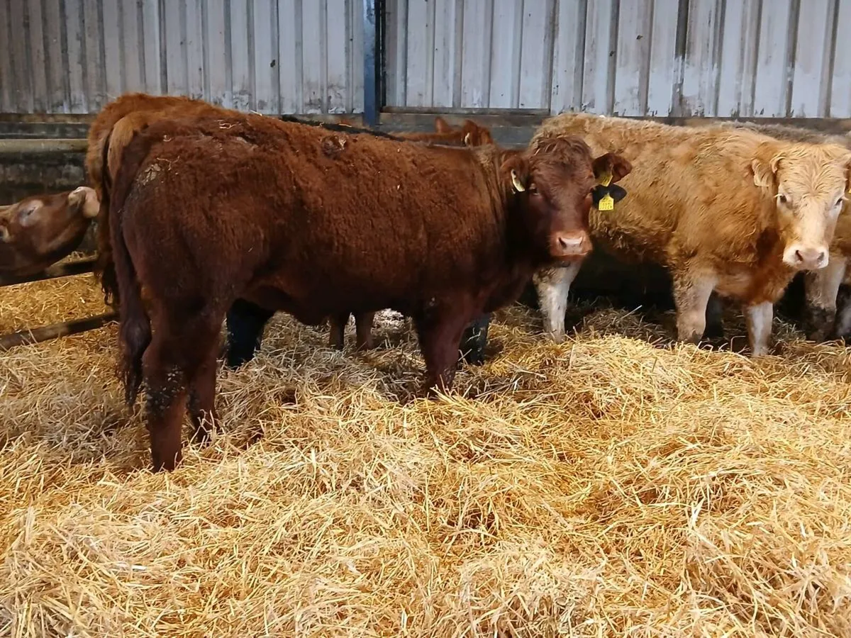 7 Super Continental Heifers - Image 2