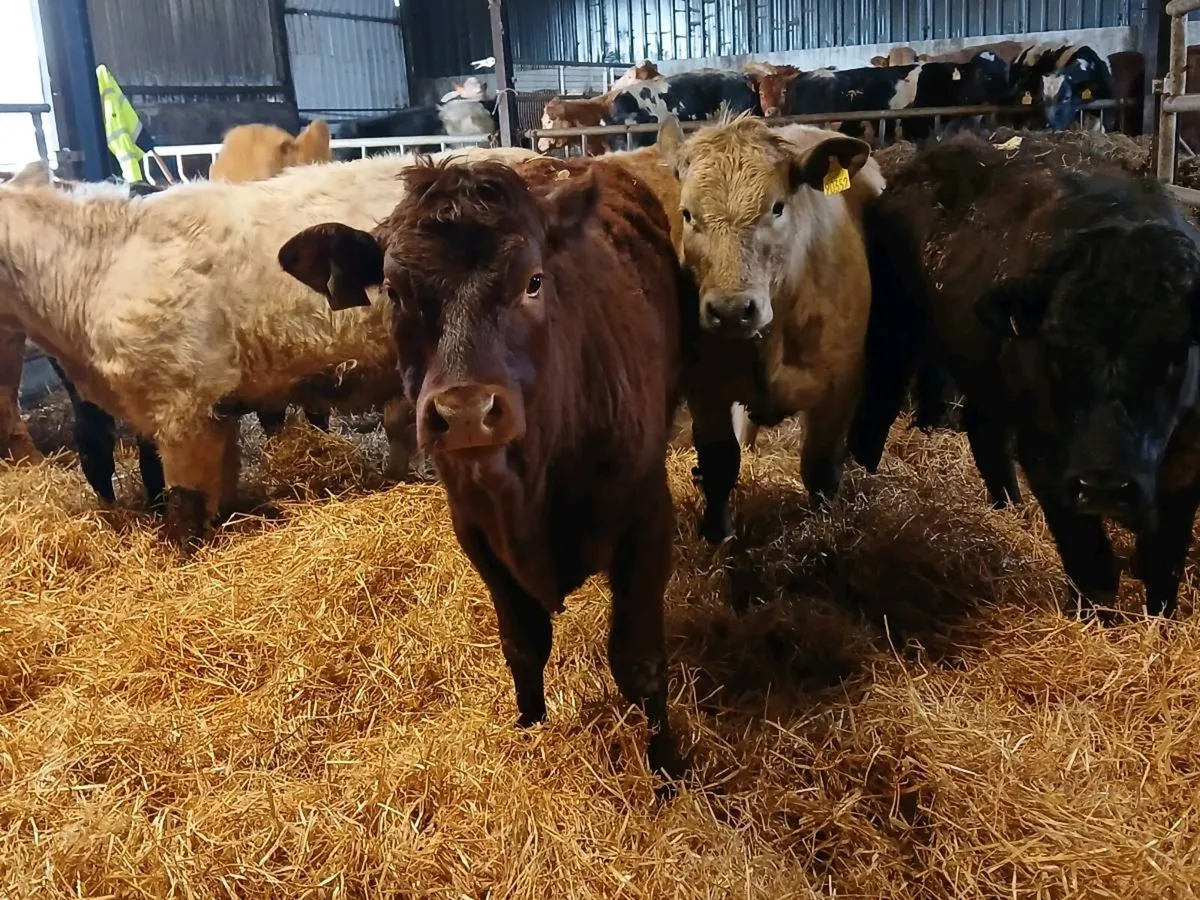 7 Super Continental Heifers - Image 4