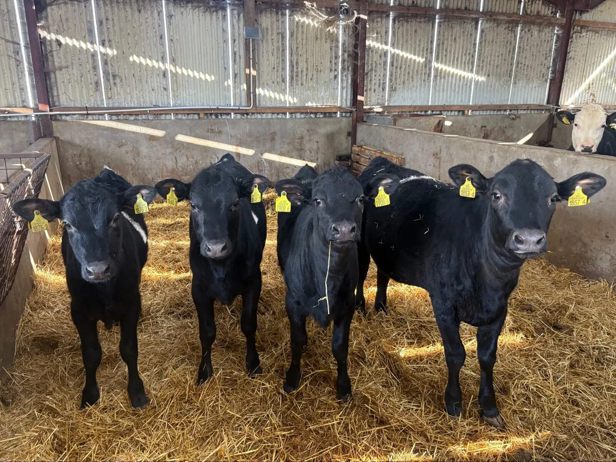 4 Angus heifers - Image 2