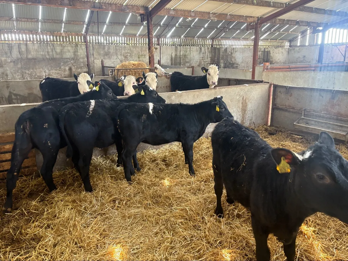 4 Angus heifers - Image 3