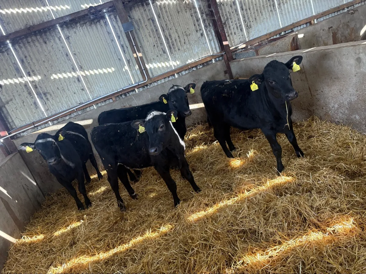 4 Angus heifers - Image 4