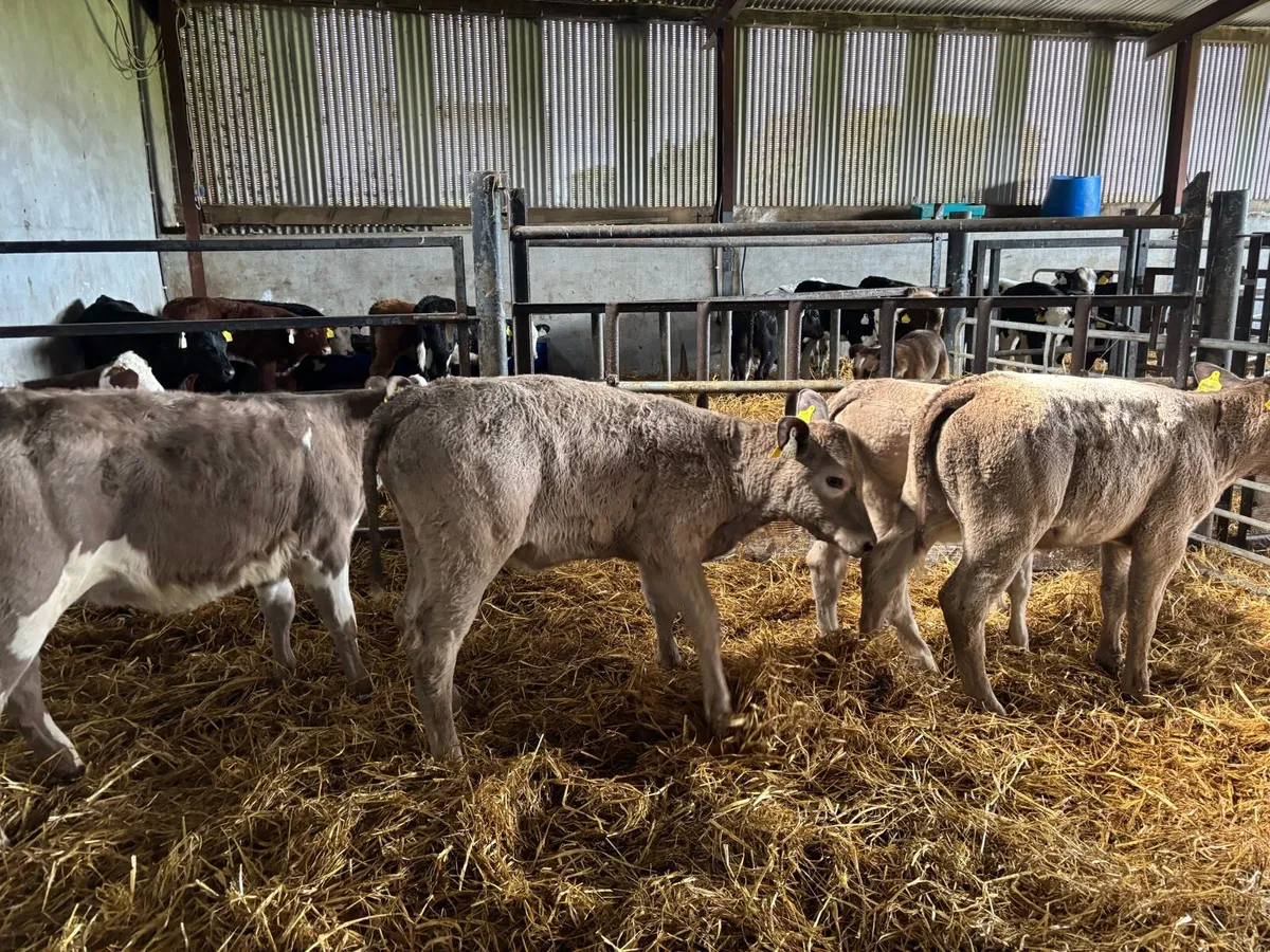 6 super weaned charlaois heifers - Image 2