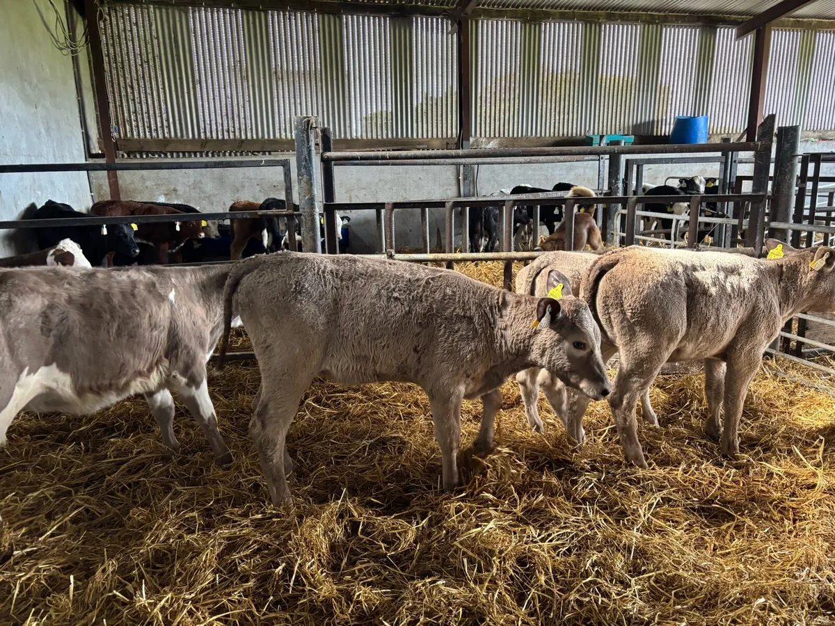 6 super weaned charlaois heifers - Image 3