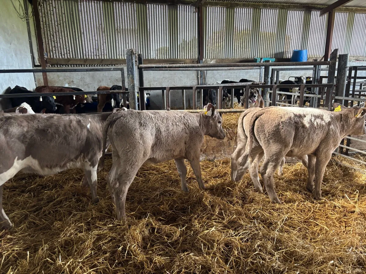 6 super weaned charlaois heifers - Image 1