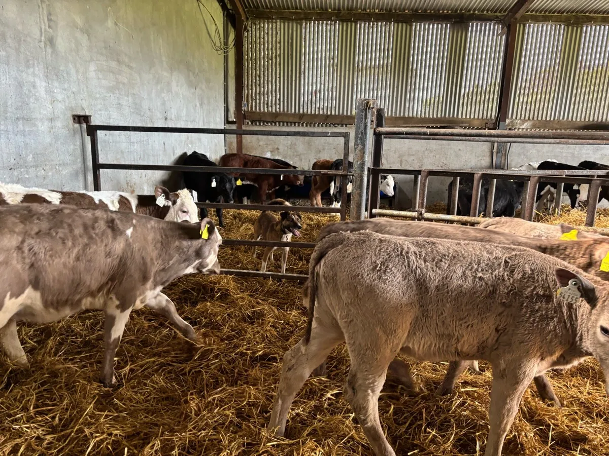 6 super weaned charlaois heifers - Image 4