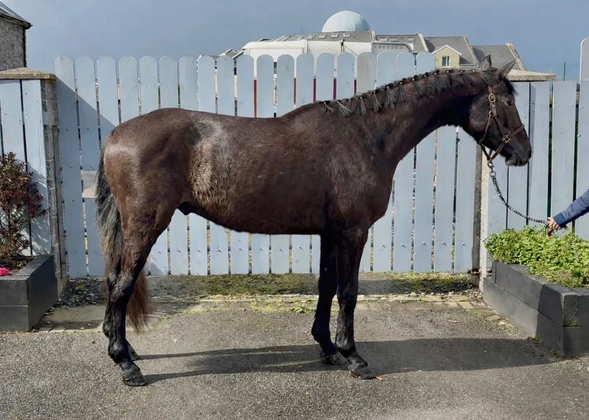 Beautiful 4yo gelding - Image 2