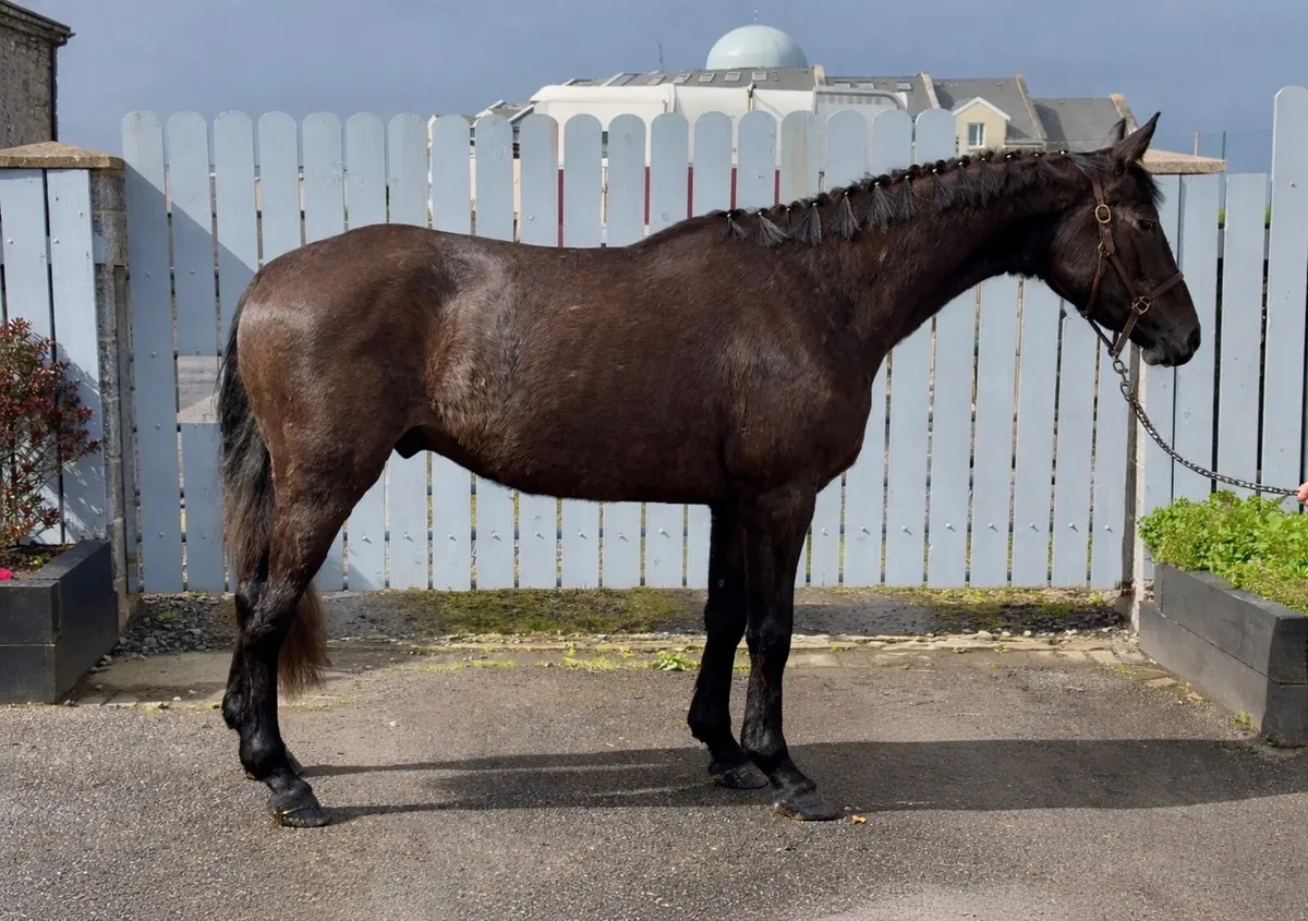 Beautiful 4yo gelding - Image 3