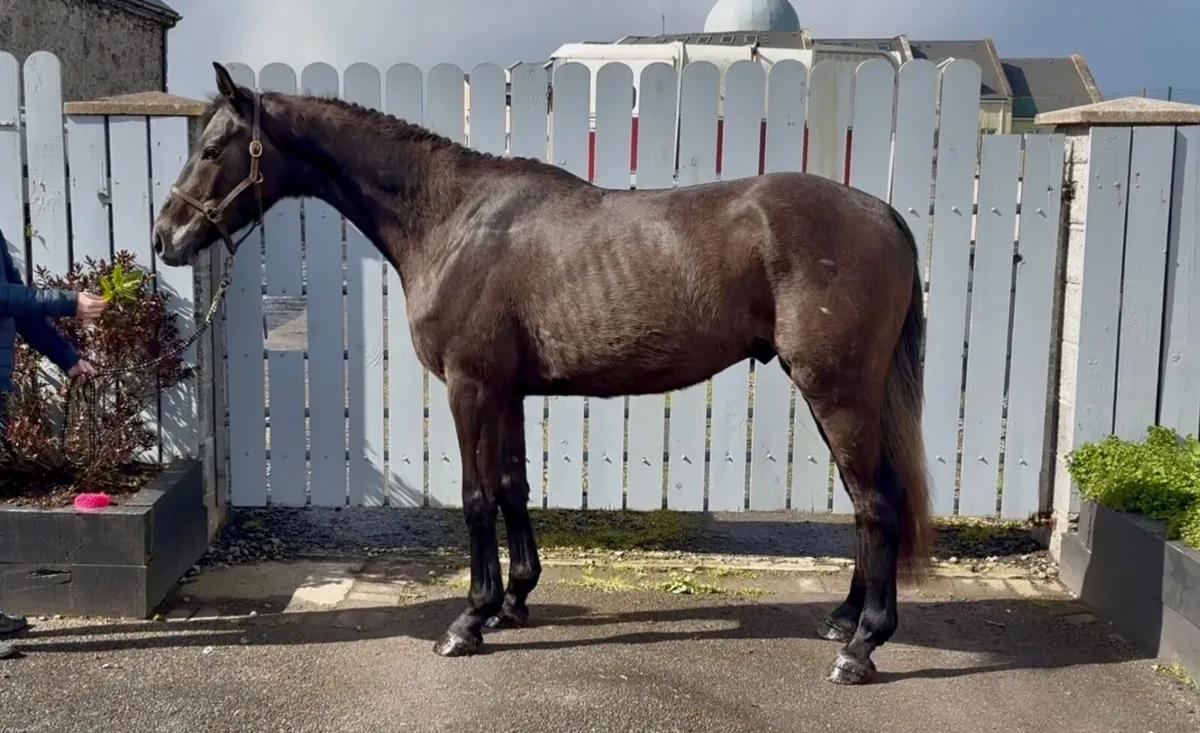 Beautiful 4yo gelding - Image 1