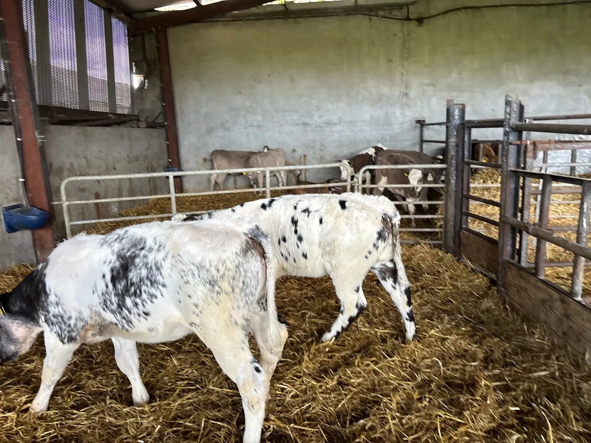 2 super Belgian blue runner heifers - Image 3