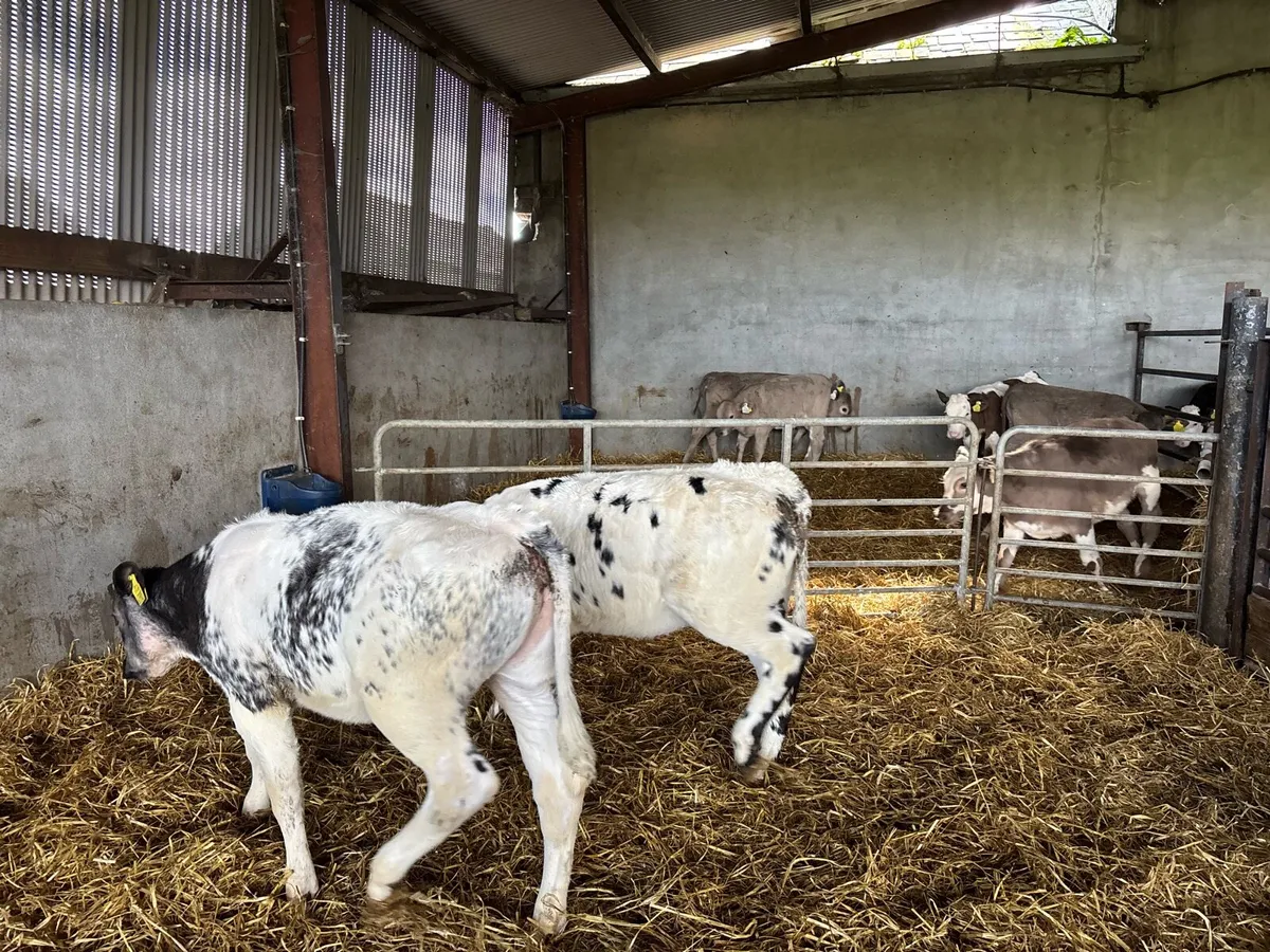 2 super Belgian blue runner heifers - Image 4