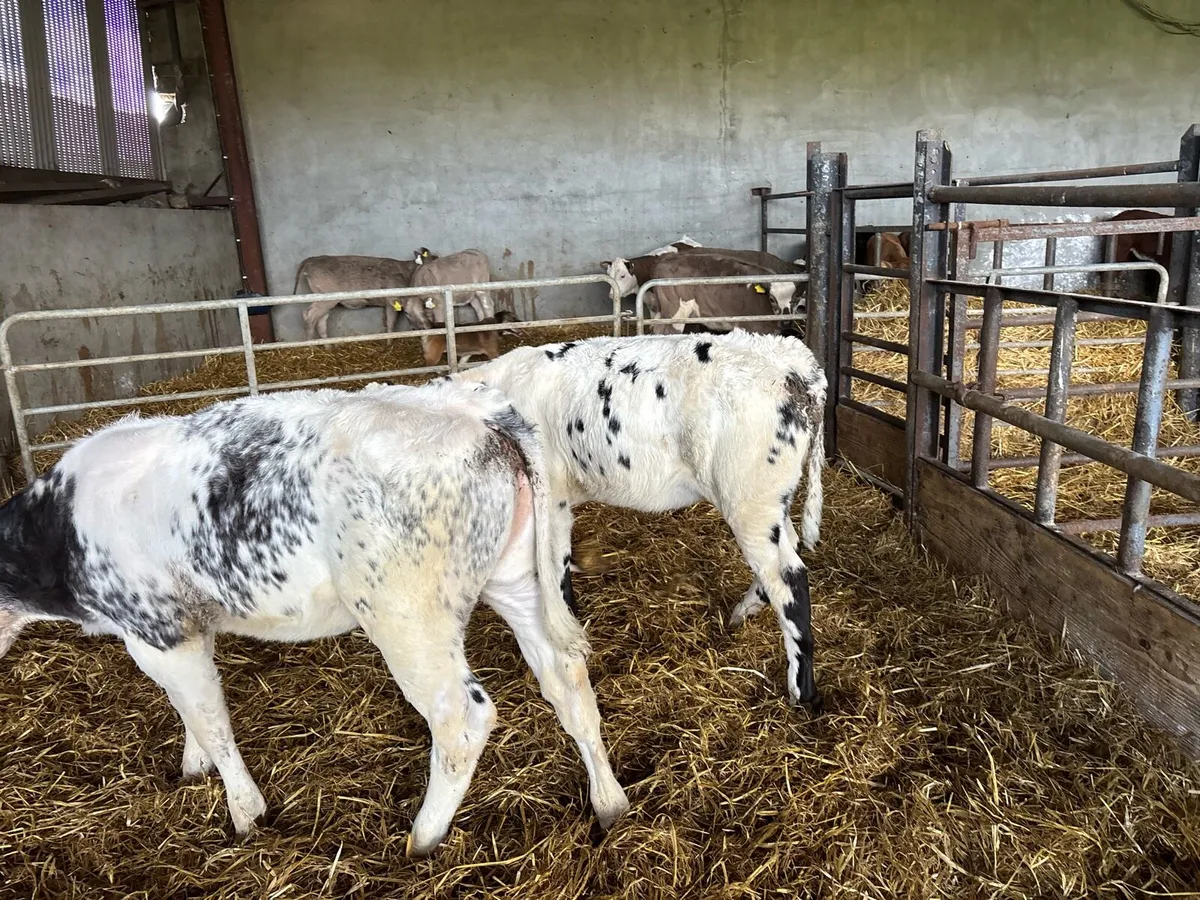 2 super Belgian blue runner heifers - Image 1