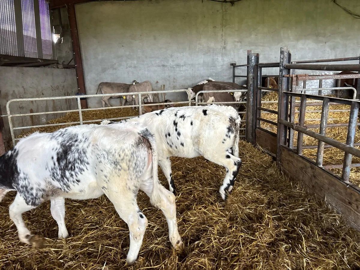 2 super Belgian blue runner heifers - Image 2