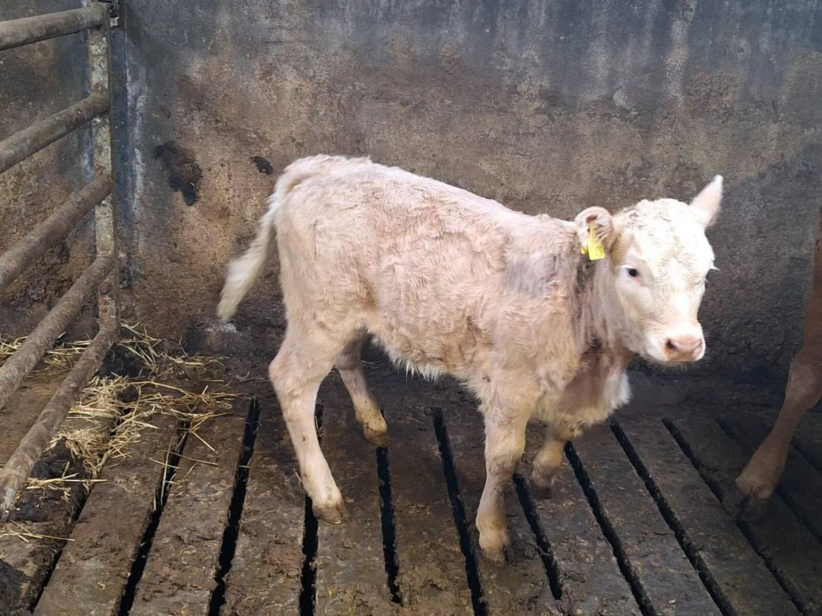 Cow and calf - Image 1