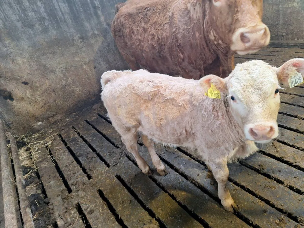 Cow and calf - Image 3