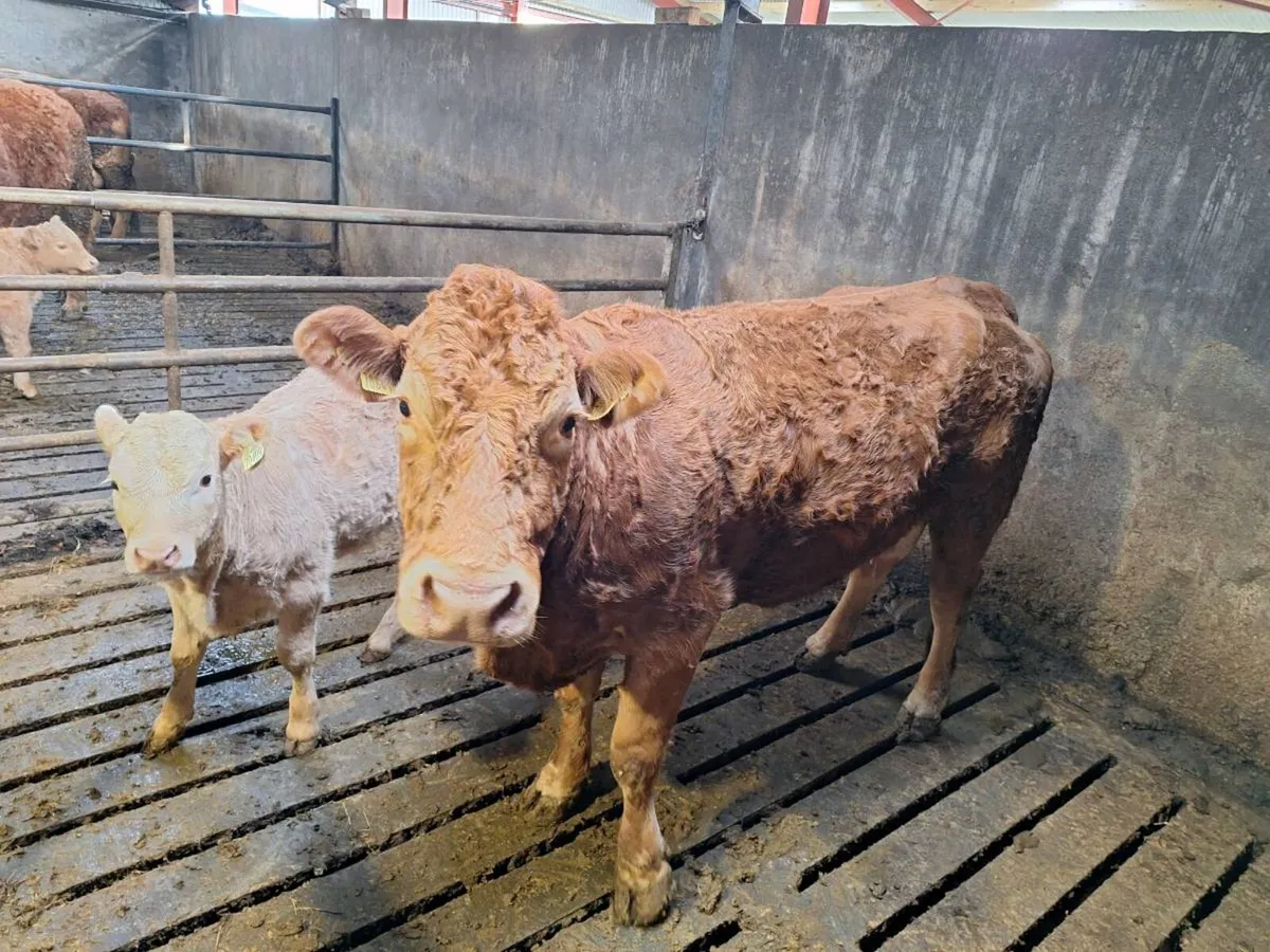 Cow and calf - Image 4