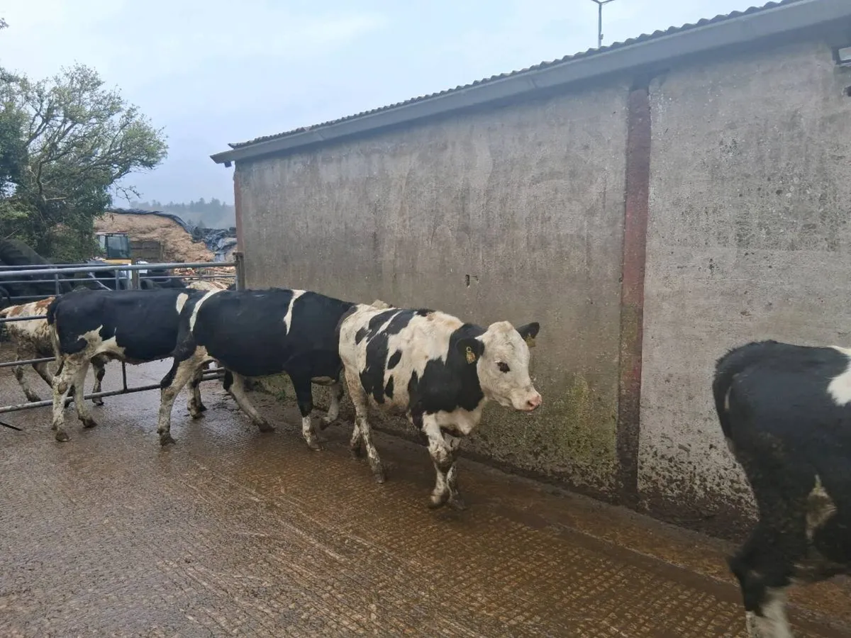 1st cross fleckvieh maiden heifers - Image 2