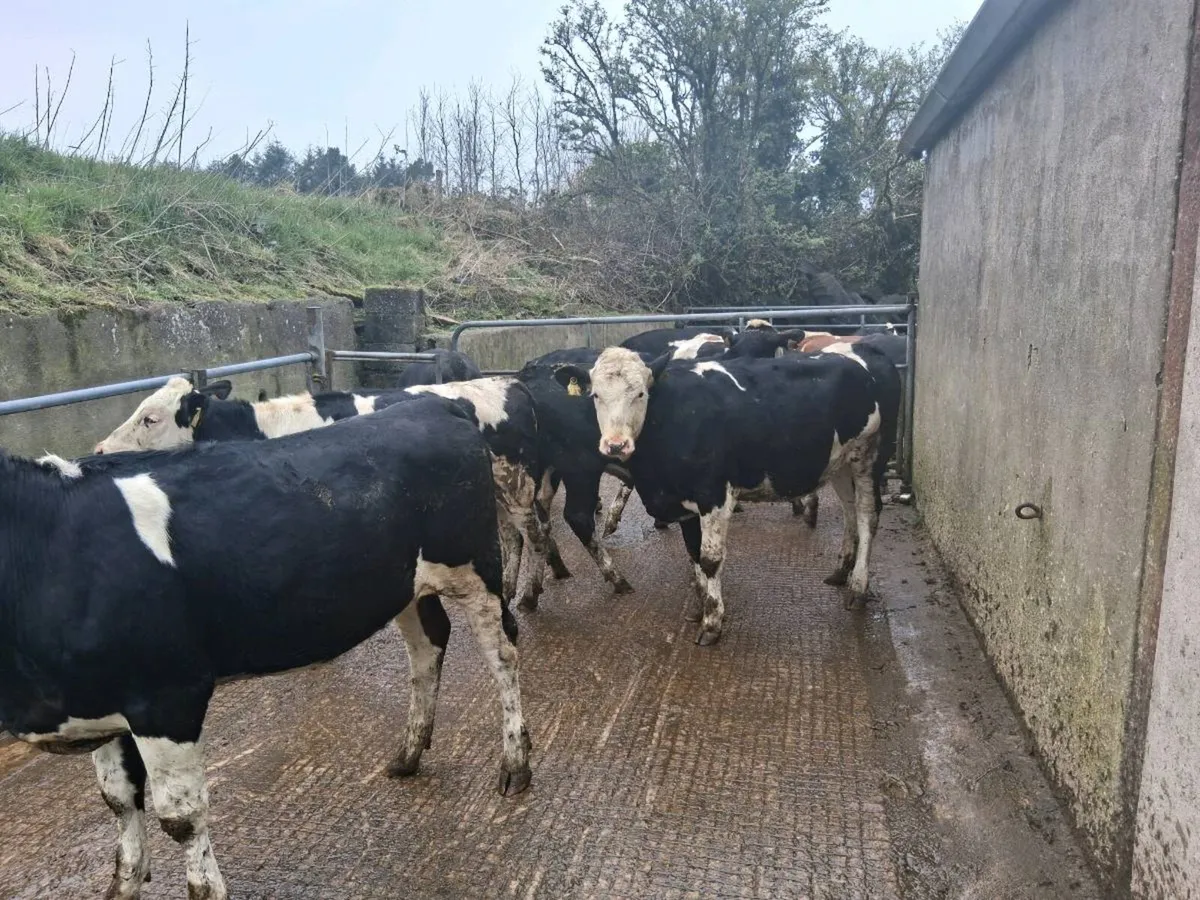 1st cross fleckvieh maiden heifers - Image 3