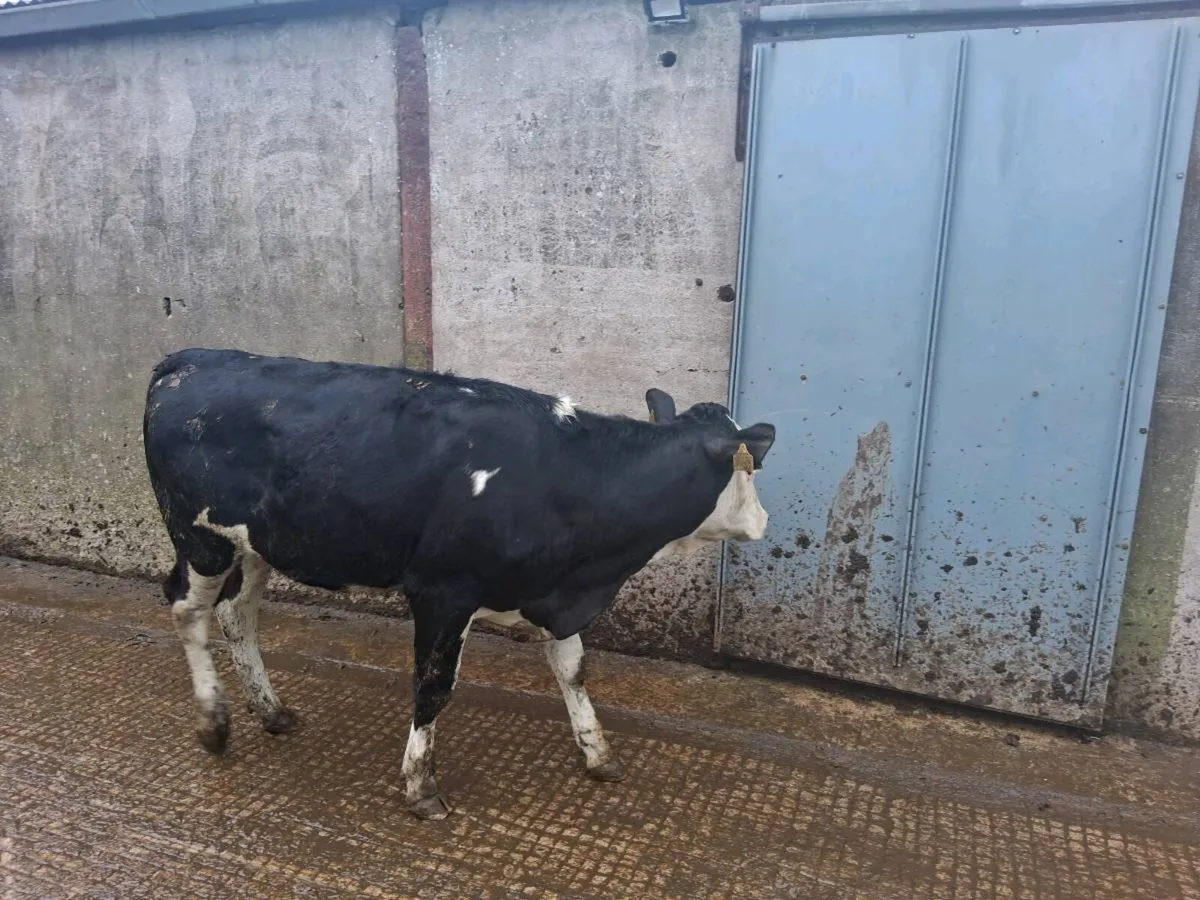 1st cross fleckvieh maiden heifers - Image 4