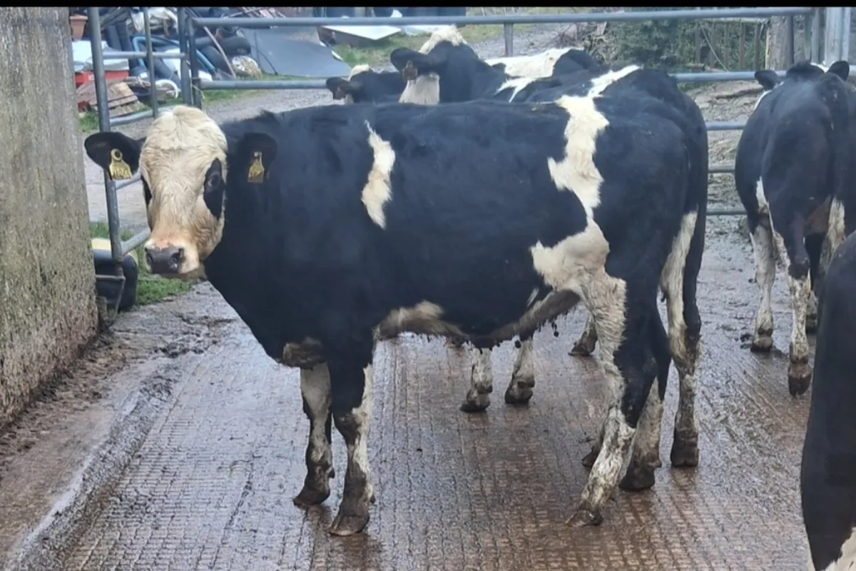 1st cross fleckvieh maiden heifers - Image 1