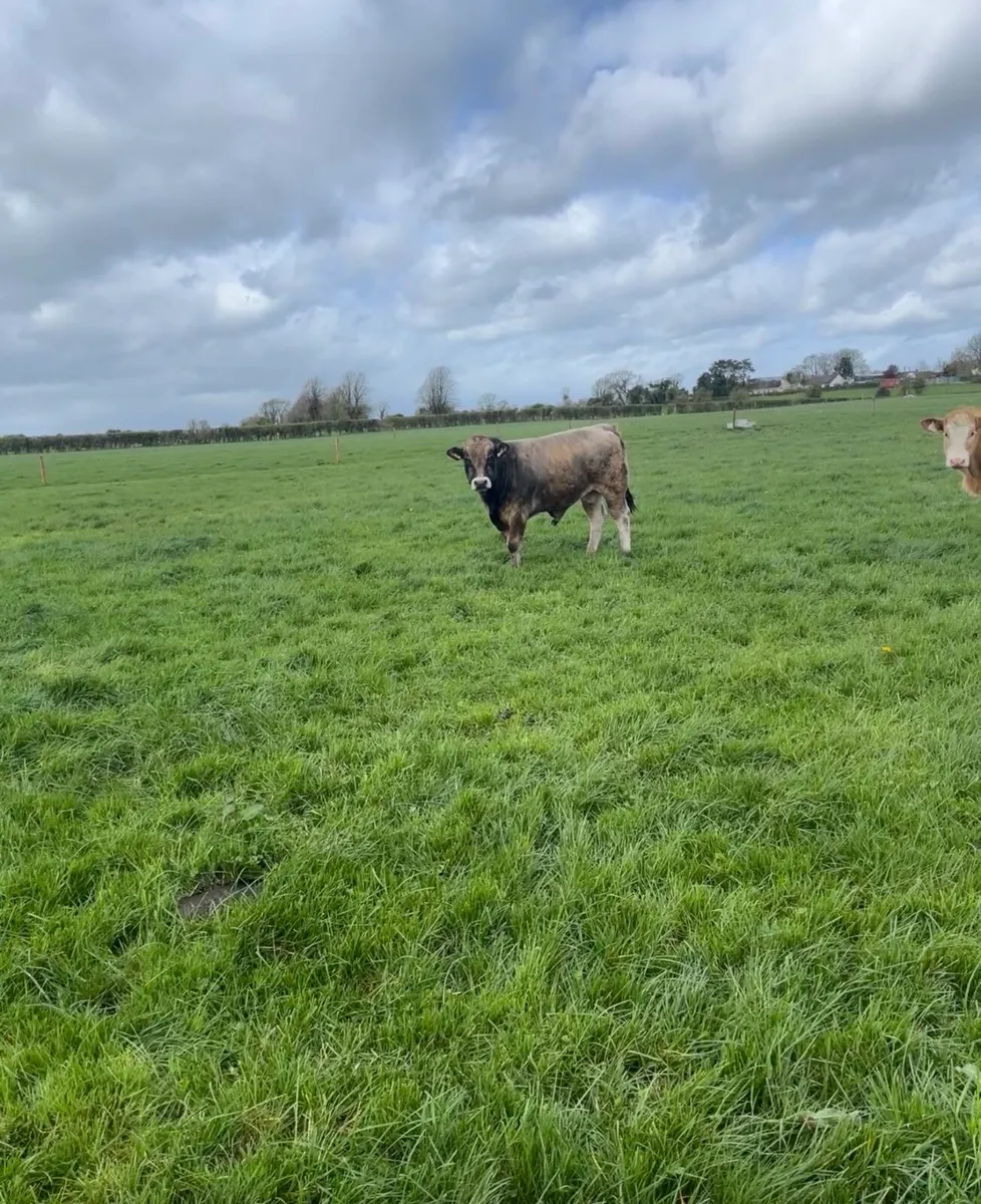 Aubrac Bull - Image 2