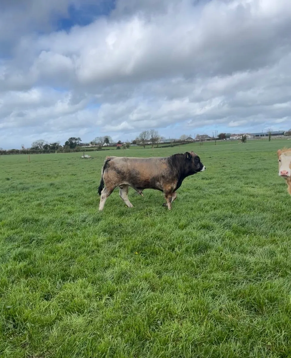 Aubrac Bull - Image 1