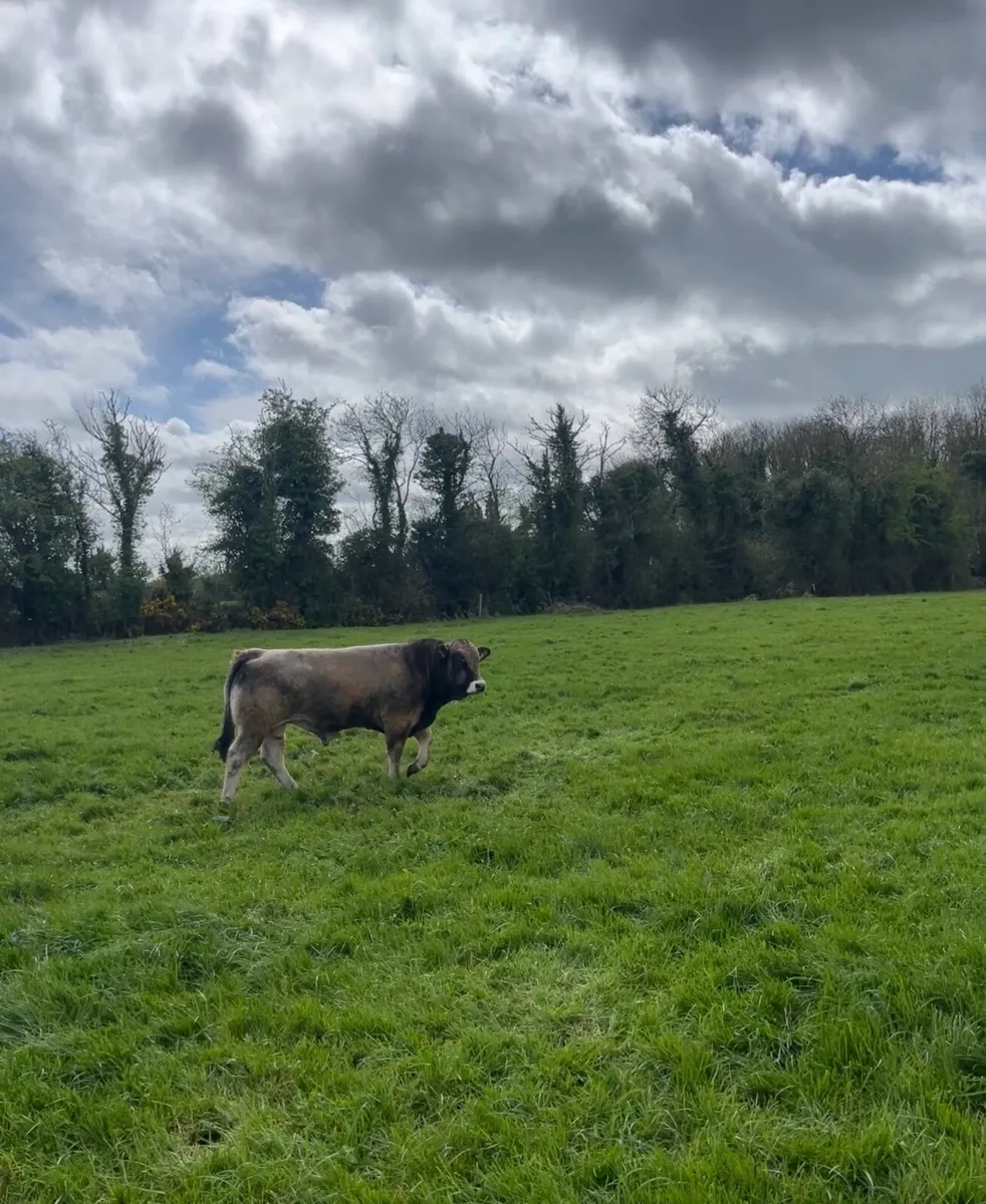 Aubrac Bull - Image 3