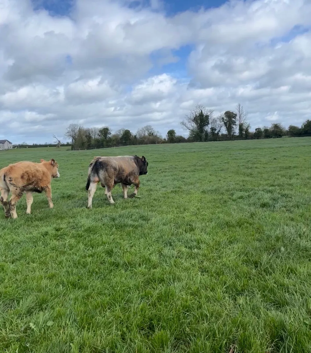 Aubrac Bull - Image 4
