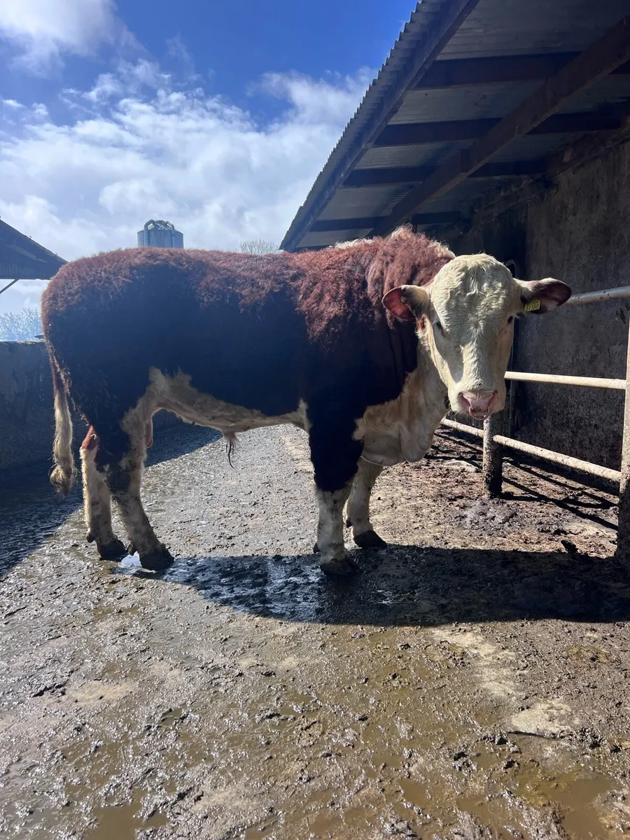 Hereford bulls at Gortatlea mart - Image 2