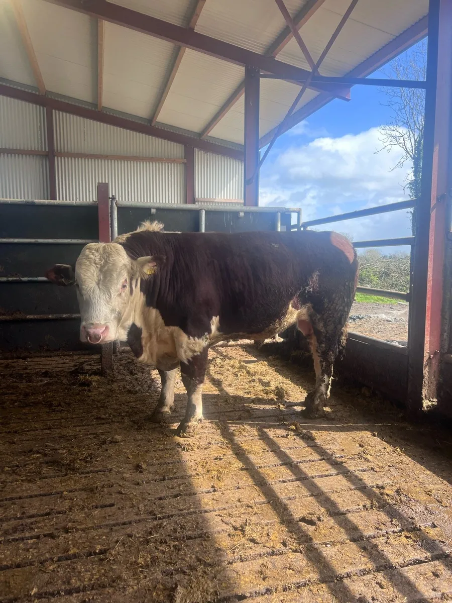 Hereford bulls at Gortatlea mart - Image 3