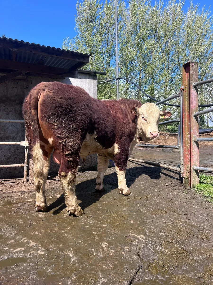 Hereford bulls at Gortatlea mart - Image 1