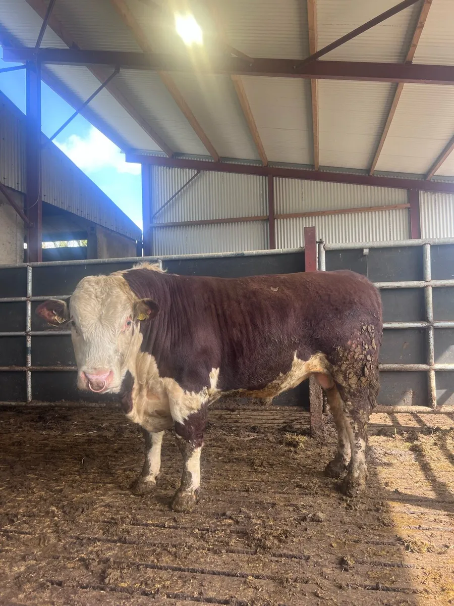 Hereford bulls at Gortatlea mart - Image 4