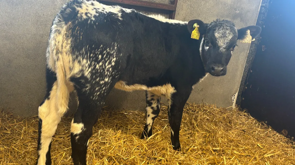 ⭐️ Super Speckled Park Heifer Runner ⭐️ - Image 4