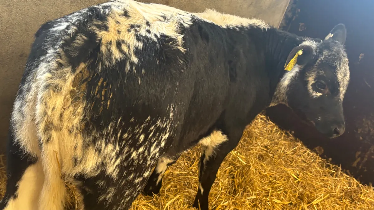 ⭐️ Super Speckled Park Heifer Runner ⭐️ - Image 3