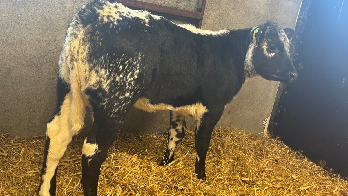 ⭐️ Super Speckled Park Heifer Runner ⭐️ - Image 1