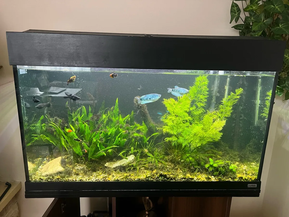 Fish tank with shelf - Image 4