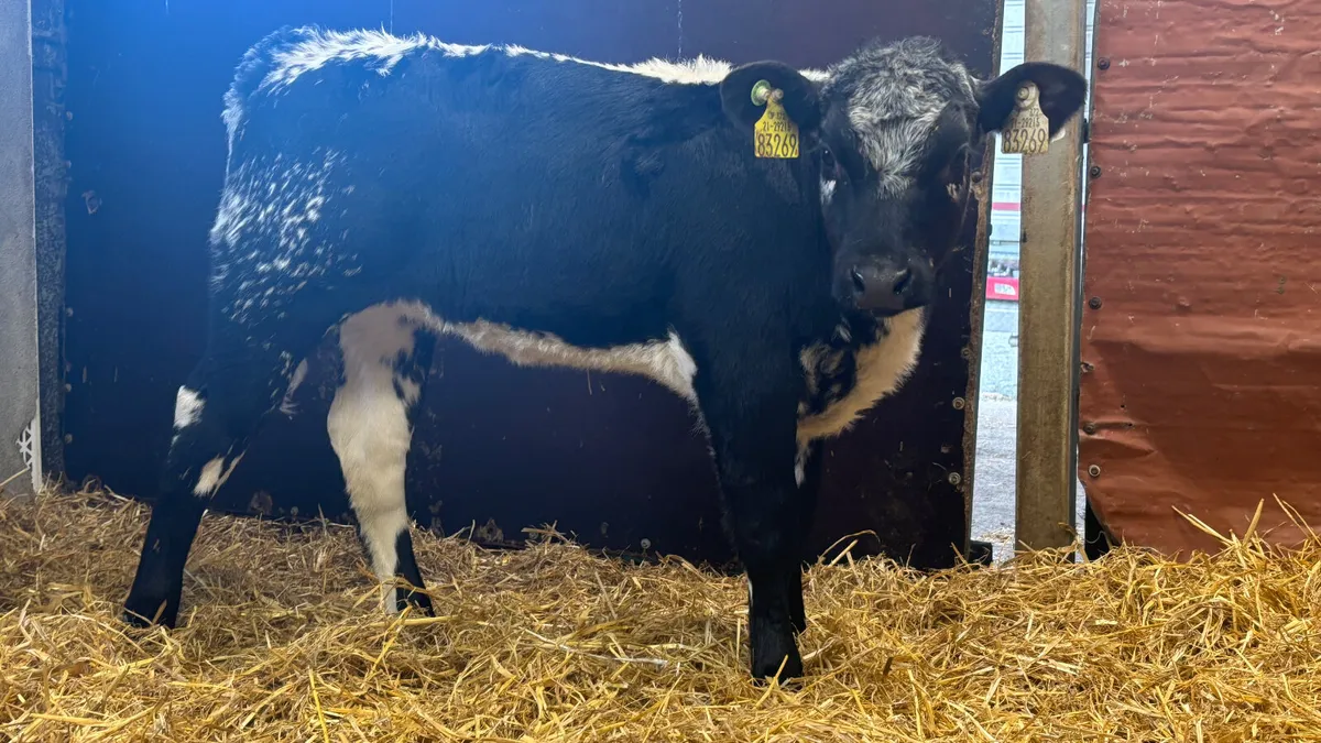 ⭐️ Super Speckled Park Heifer Runner ⭐️ - Image 2