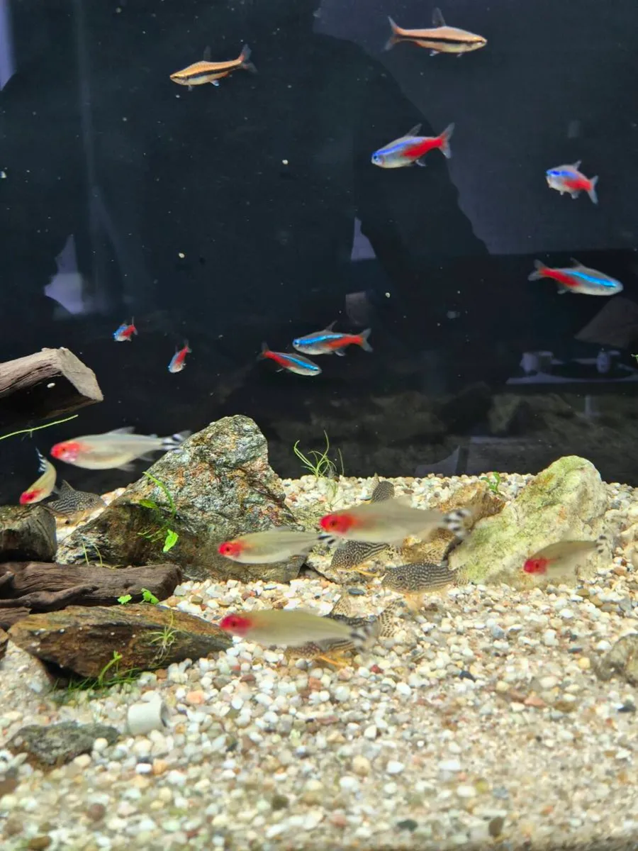 Freshwater fish - Image 2